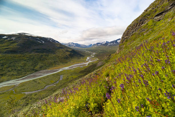 istock A beautiful Rapa river landscape from above with native flowers blooming on the hillside. Summer landscape of Sarek National Park, Sweden. 2080039106