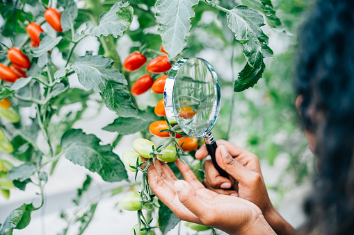 In a tomato house a female farmer examines vegetable quality with a magnifying glass. Her focus on tomato growth displays expertise concentration and intelligence in farming science.