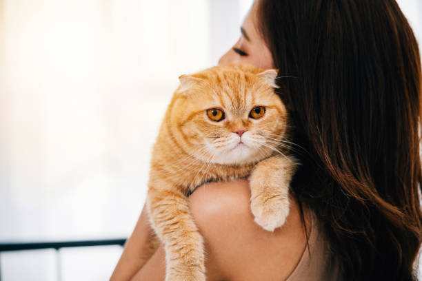 istock Back view close-up, an unrecognizable woman holds her Scottish Fold cat, their eyes radiating happiness and love. Perfect for a heartwarming portrait with ample copy space. 2080044350