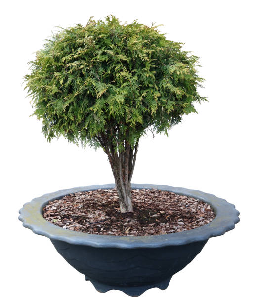 istock Small coniferous tree growing in a concrete pot isolated 2080047199