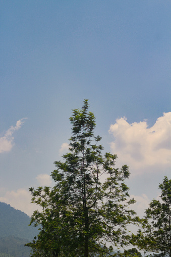 sky background and tree tips