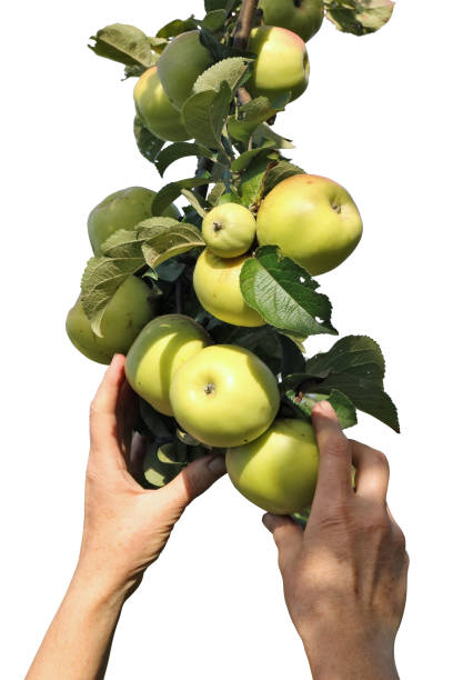istock Harvesting apples with hands from a tree branch isolated 2080058395