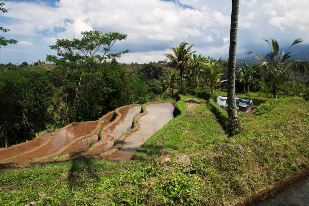 istock The rice terraces on Bali, Indonesia 2080060023