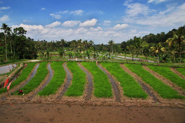 The rice terraces on Bali, Indonesia