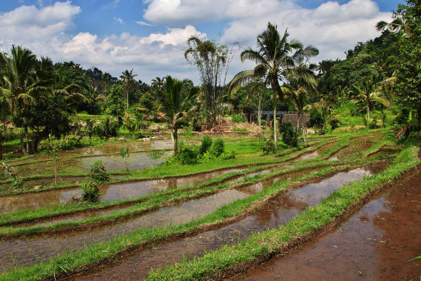 istock The rice terraces on Bali, Indonesia 2080060050