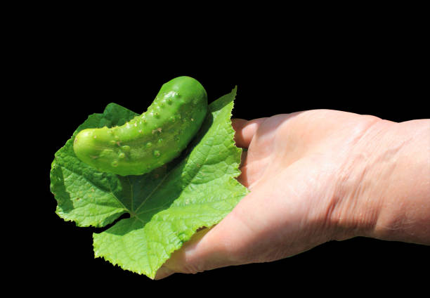 The farmer holding cucumber in hand  isolated