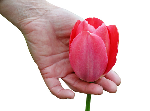 Woman   hold in hand  a  spring  pink  tulip flower. Isolated on white