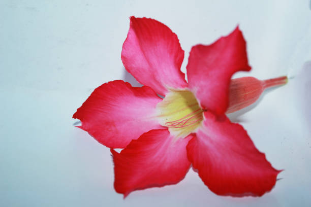 photo of pink plumeria flower isolated in white background.
