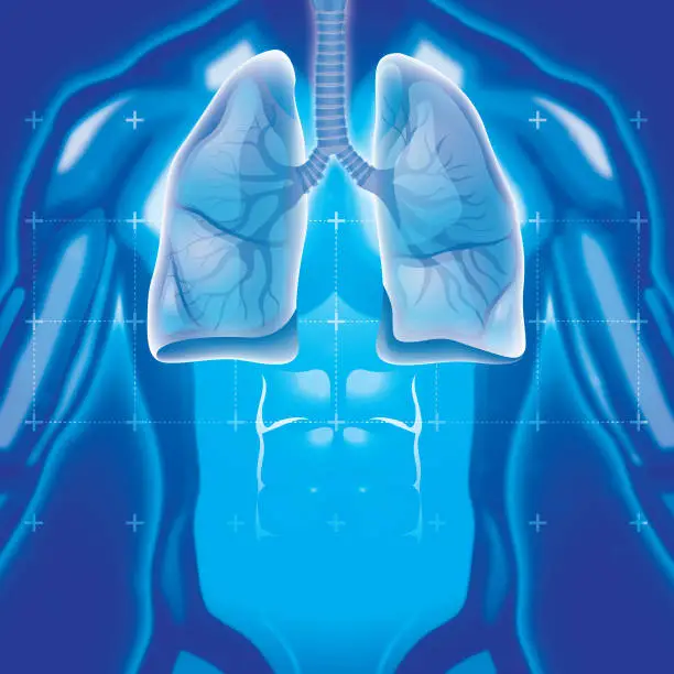 Vector illustration of Human Lung