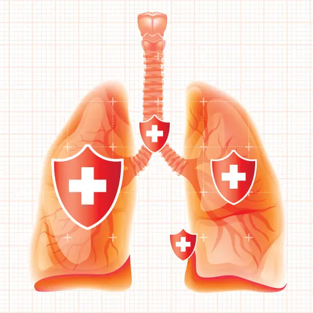 Vector illustration of Human Lung