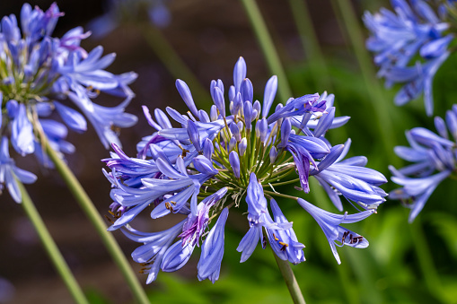 African lily in bloom in Adelaide, South Australia.