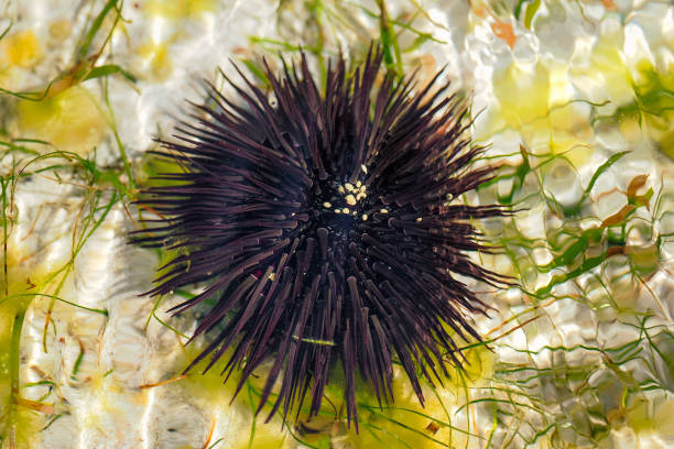 Echinoidea sea urchins, a group of marine animals belonging to the type of echinoderms Echinodermata, characterized by a spherical shape, .Zanzibar near the town of Jambiani