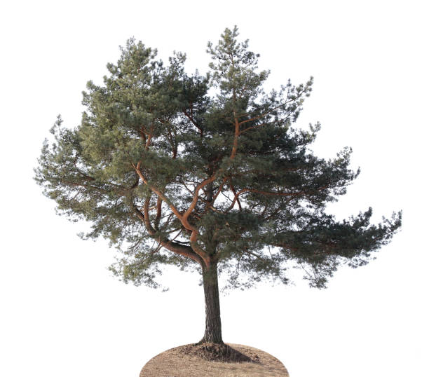 istock A lonely crooked pine tree grows on a hill isolated 2080145835