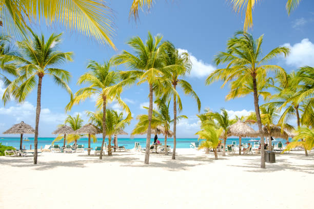 istock Palm Beach Aruba Caribbean, white long sandy beach with palm trees at Aruba Antilles 2080145921