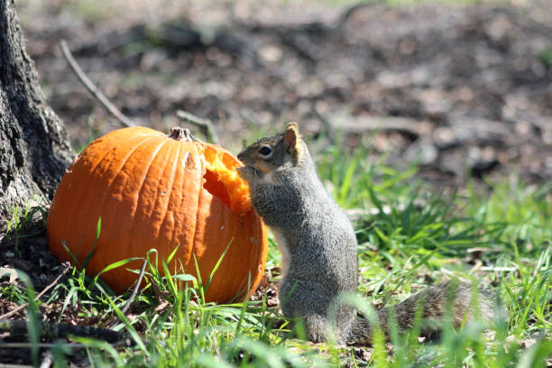 istock A squirrel eats a pumpkin under a tree on green grass. Spring or autumn photography. The squirrel gnawed a hole in the pumpkin. 2080146438
