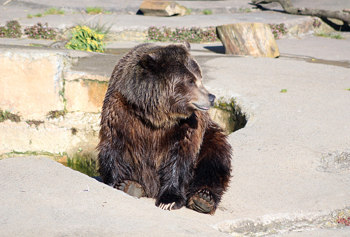 Big brown bear. A grizzly bear sits in the zoo. Sunny photo against the background of a rock.