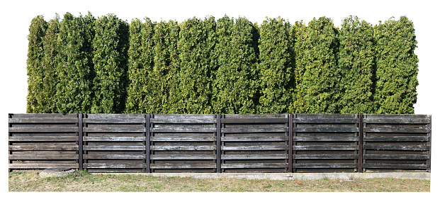 A green hedge of coniferous trees grows behind a wooden fence. Isolated on white