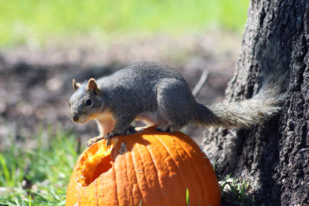 istock A squirrel eats a pumpkin under a tree on green grass. Spring or autumn photography. The squirrel gnawed a hole in the pumpkin. 2080146455