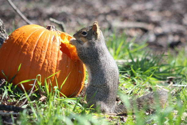 istock A squirrel eats a pumpkin under a tree on green grass. Spring or autumn photography. The squirrel gnawed a hole in the pumpkin. 2080146967