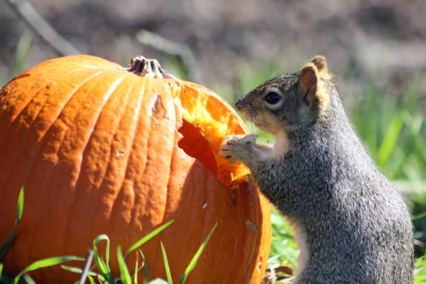istock A squirrel eats a pumpkin under a tree on green grass. Spring or autumn photography. The squirrel gnawed a hole in the pumpkin. 2080147518