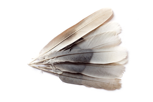 Feathers of a raven and a pigeon isolated on white background