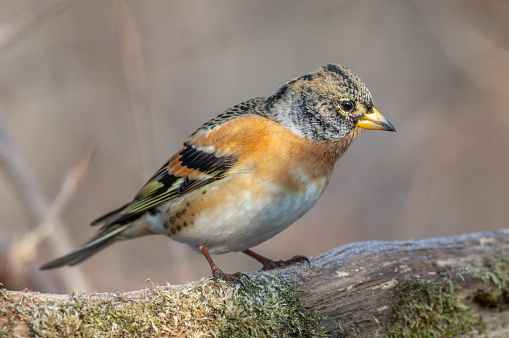 Brambling male (Fringilla montifringilla) perched in the forest. Bas Rhin, Alsace, France, Europe