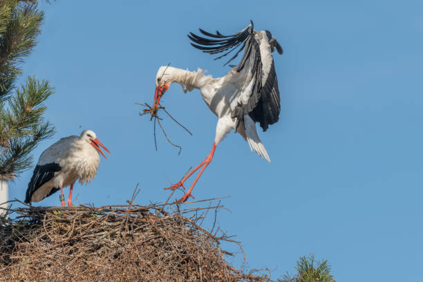 istock Couple of white storks in courtship display (ciconia ciconia) building their nest in spring 2080154256