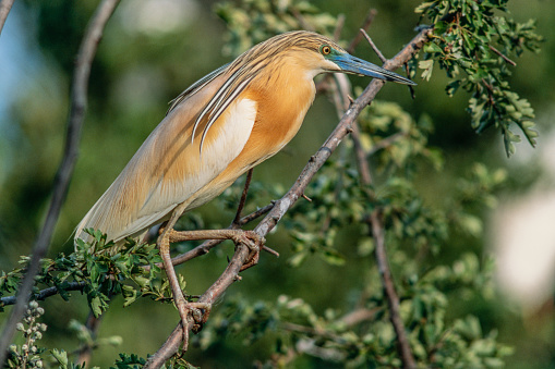 Squacco Heron (Ardeola ralloides) perched in a nesting heron colony. Arles, camargue, Provence, France, Europe