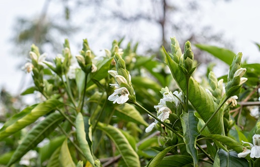 Closeup of Malabar Nut Flower or Adhatoda Plants with Leaves and Flower with Selective Focus, Also Known as Justicia Adhatoda, Vasaka, Ayurvedic Medicinal Herbal Plant.