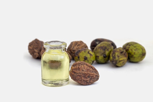 Closeup of Terminalia Chebula Fruit or Haritaki Oil a Small Glass Bottle in Isolated on White Background with Copy Space, Also Known as Harad or Chebulic Myrobalan, Ayurvedic Medicinal Herbs.