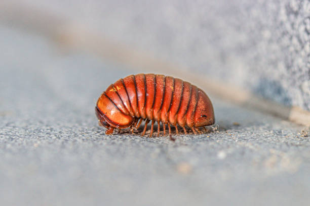 Close-up shot of a young boy standing outdoors on an autumn day in the North East of England. He is holding a British bug on his hand.