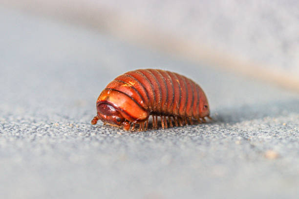 Calvia decemguttata Ten White Spot Ladybeetle Larva Insect. Digitally Enhanced Photograph.