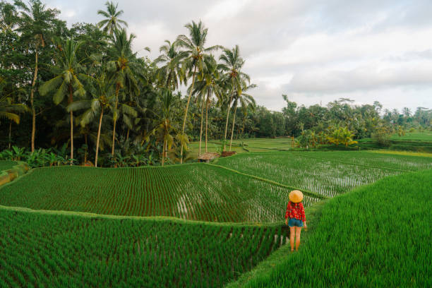 istock Unrecognisable woman  wearing kimono and straw conical hat walking on rice paddy 2080202170