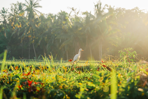Heron walking on the rice paddy at sunset  on the background of coconut palm trees