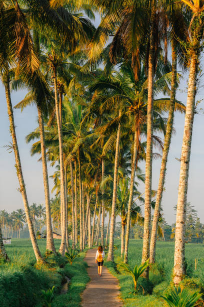 istock Woman walking in coconut tree grove on tropical island 2080203739
