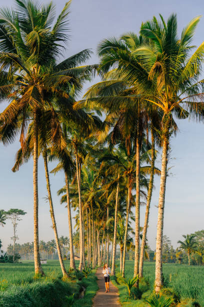 istock Woman walking in coconut tree grove on tropical island 2080203744