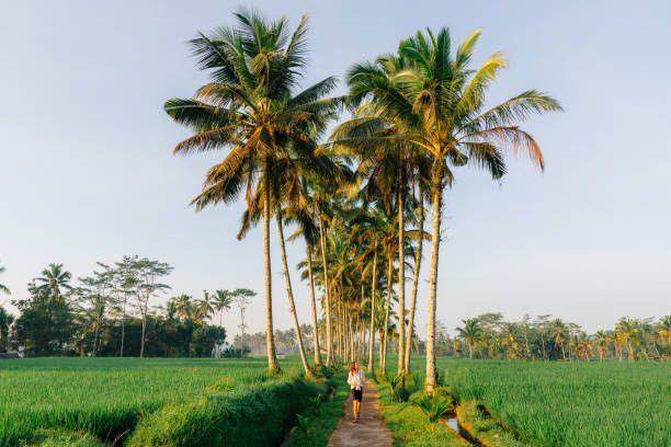 istock Woman walking in coconut tree grove on tropical island 2080203761