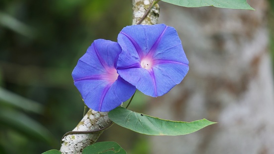 Ipomoea nil (Ipomoea morning glory, picotee morning glory, ivy morning glory, Japanese morning glory). The crown is blue, purple, or almost scarlet red. The throat is often colored white.