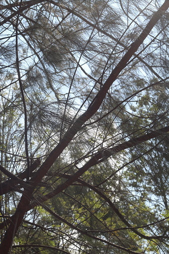 pine tree twigs