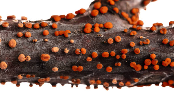 istock Disease on a tree branch isolated on a white background 2080212915