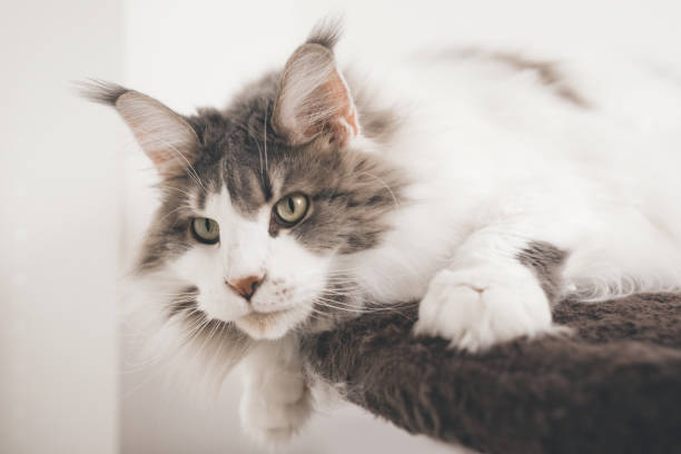 istock Maine Coon cat on its relaxing place landing at home 2080217123
