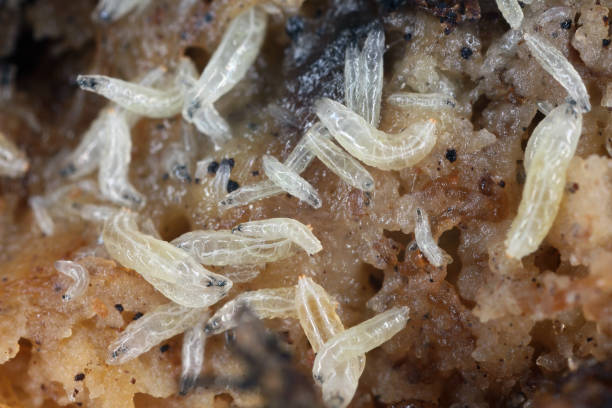 istock Fruit flies (Drosophila melanogaster) larvae on a rotten banana. 2080226498