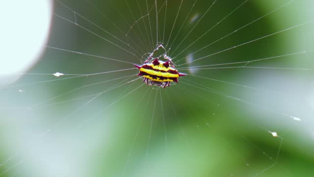Hosselt's Spiny Spider is holding on its web