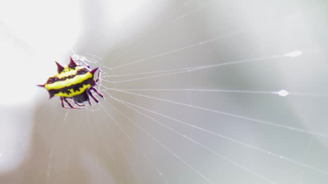 Hosselt's Spiny Spider is holding on its web