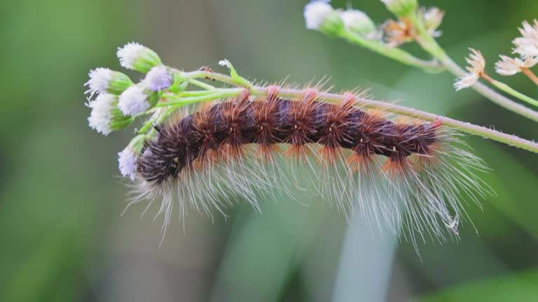 Strange caterpillar on flower