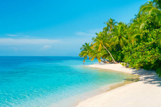 istock Tropical paradise beach with white sand, turquoise ocean and coco palms 2080239451