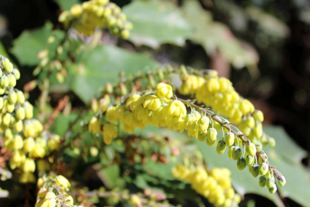 Mahonia blooms at the end of winter and beginning of spring. Photo taken in Abkhazia