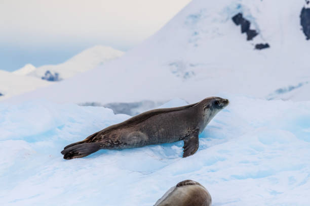istock Close-up of two Weddell seals 2080243139