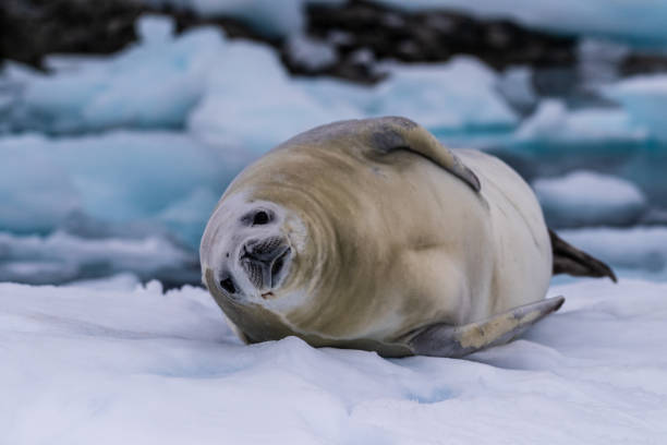 istock Crabeater Seal resting on a sheet of ice 2080243140