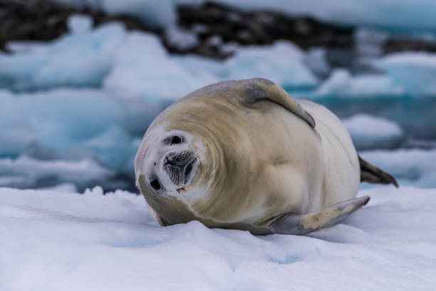 istock Crabeater Seal resting on a sheet of ice 2080243143